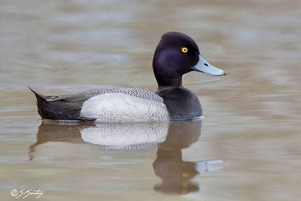 Lesser Scaup by skersting66 is licensed under CC BY-NC-ND 2.0.